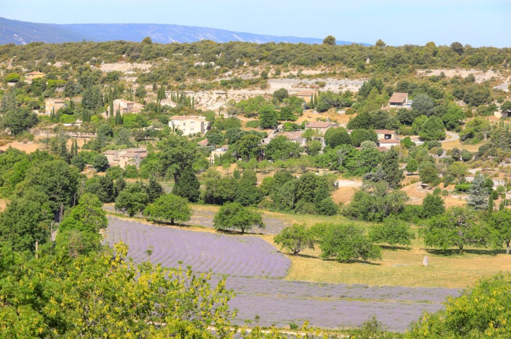 lavande-Alain-Hocquel-6751.jpg-1600px