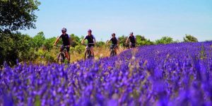 biking in Provence lavender fields