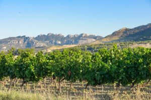 vignes-Alain-Hocquel-0147.jpg-1600px